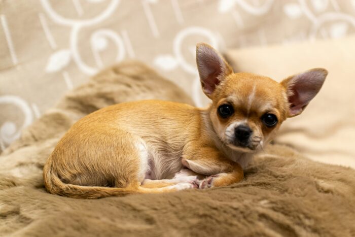 Cute Chihuahua dog resting on a cozy blanket, showcasing its temperament and care needs. Cute Chihuahua dog resting on a cozy blanket, showcasing its temperament and care needs.