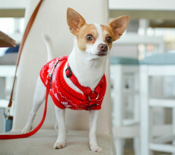 White chihuahua with red clothes standing