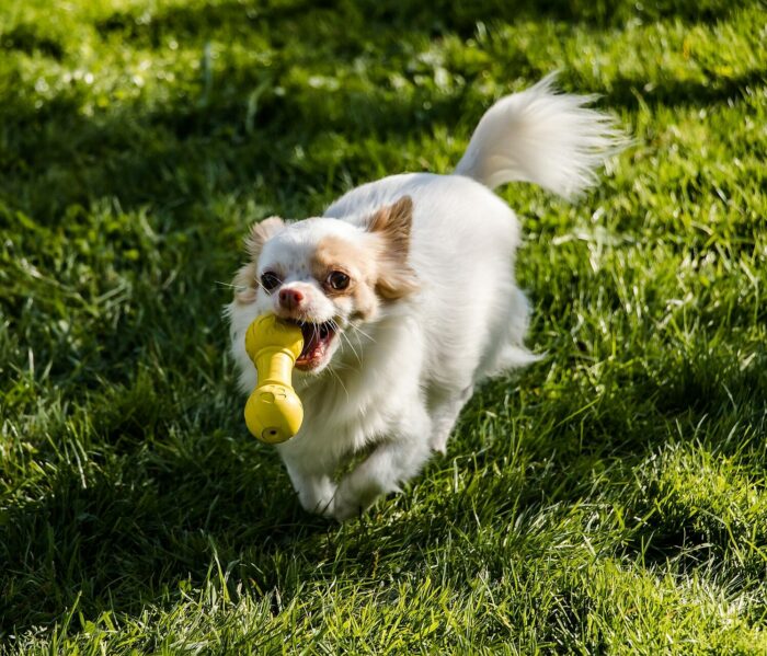 Chihuahua dog running on grass with a yellow toy in its mouth. Chihuahua dog running on grass with a yellow toy in its mouth.