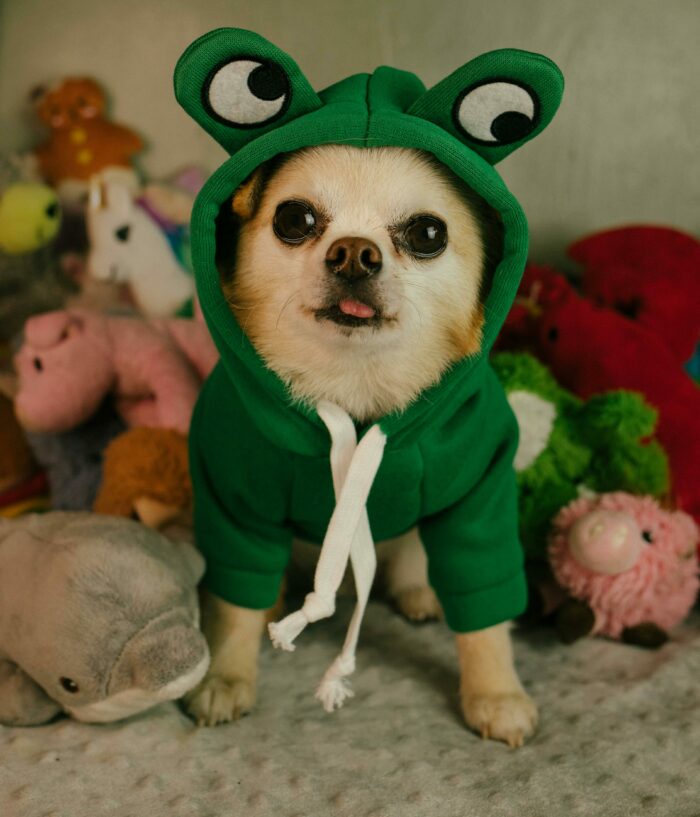 Chihuahua in a green frog hoodie surrounded by plush toys, showcasing the breed's playful temperament. Chihuahua in a green frog hoodie surrounded by plush toys, showcasing the breed's playful temperament.