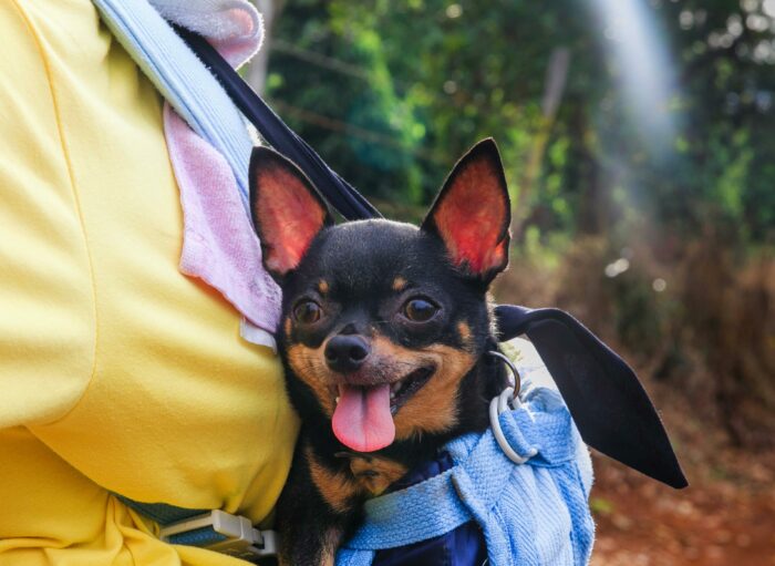 Chihuahua dog in a blue carrier, outdoors with greenery in the background. Chihuahua dog in a blue carrier, outdoors with greenery in the background.