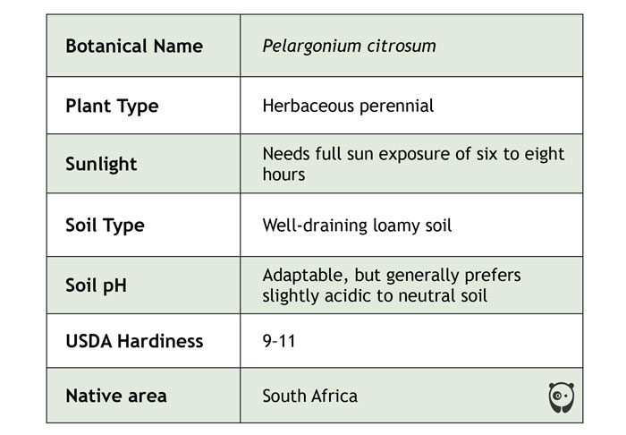 Table of citronella care