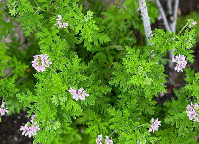 Close up view of citronella