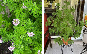 How to Grow and Care for Citronella (Mosquito Plant)