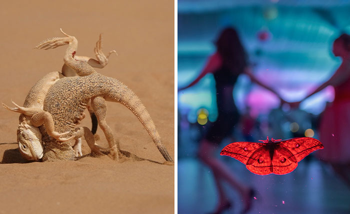 The Winners Of The 2023 Close-Up Photographer Of The Year Awards Have Just Been Revealed (33 Pics)