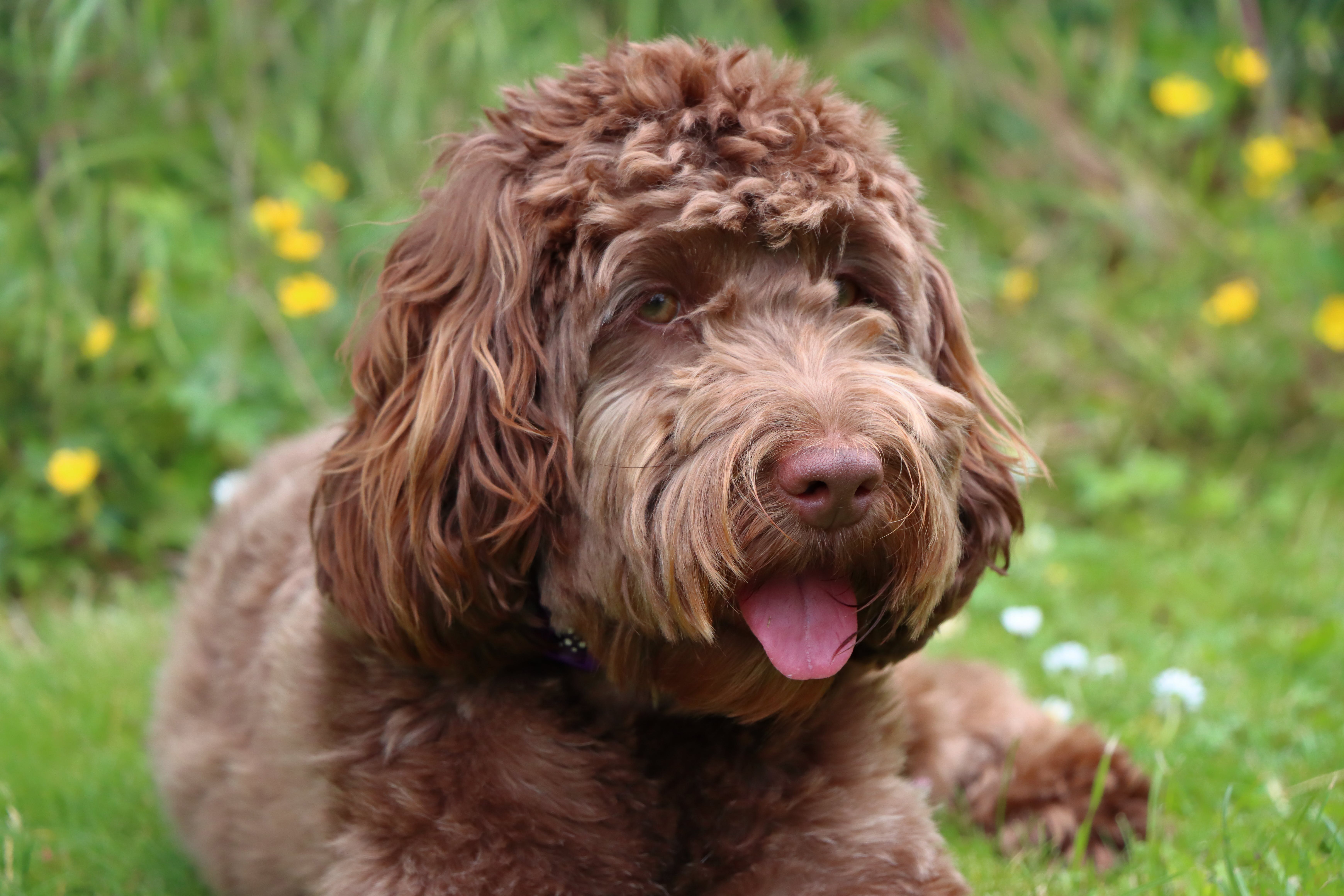 close up view of cockapoo dog breed