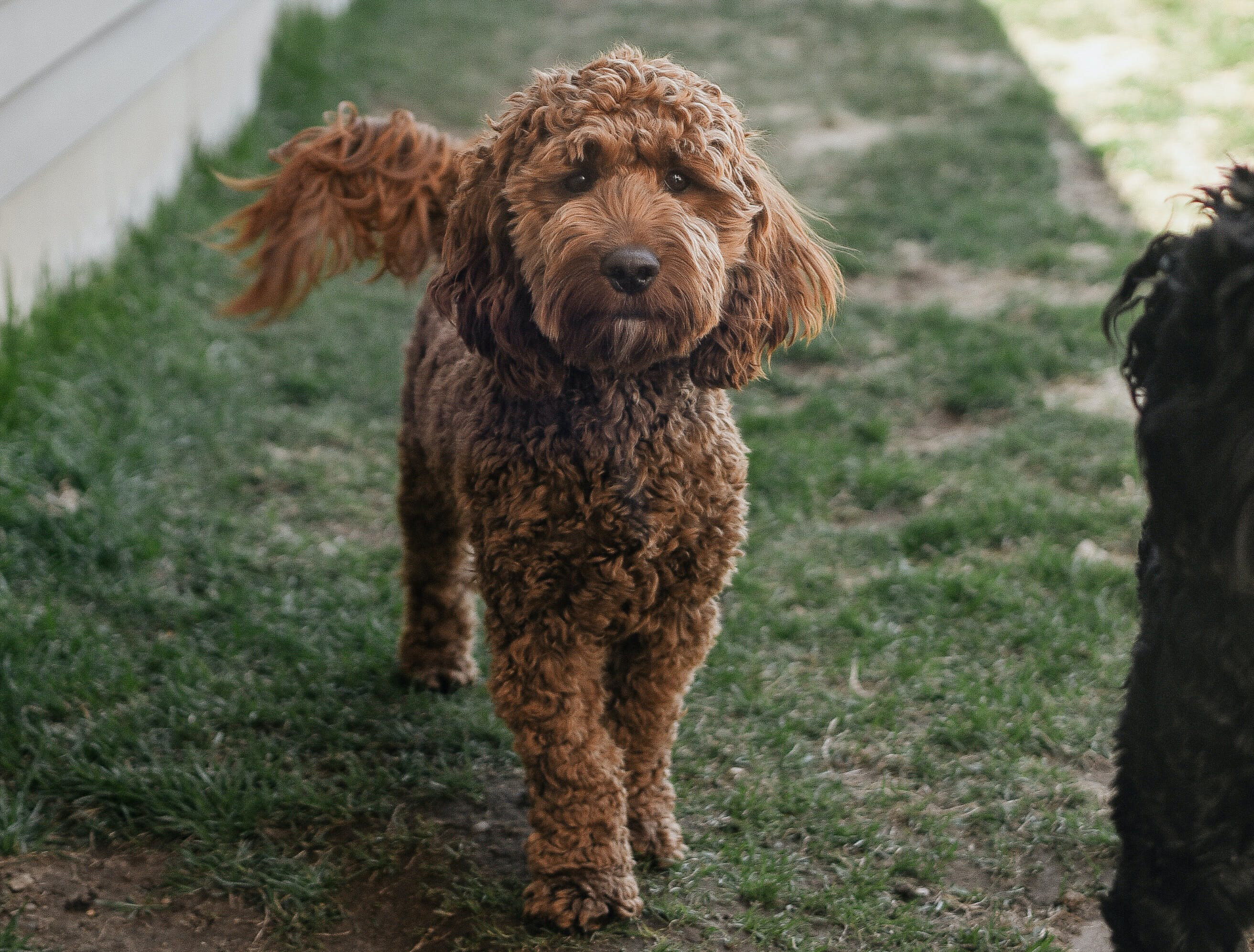 cockapoo dog on standing on the grass