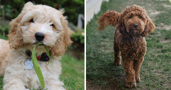 Cockapoo Dog Breed: Everything Covered