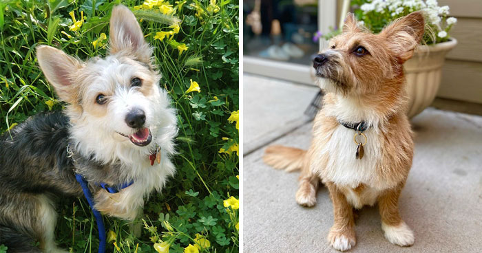 Corgipoo: Unveiling the Traits of this Unique Dog Breed
