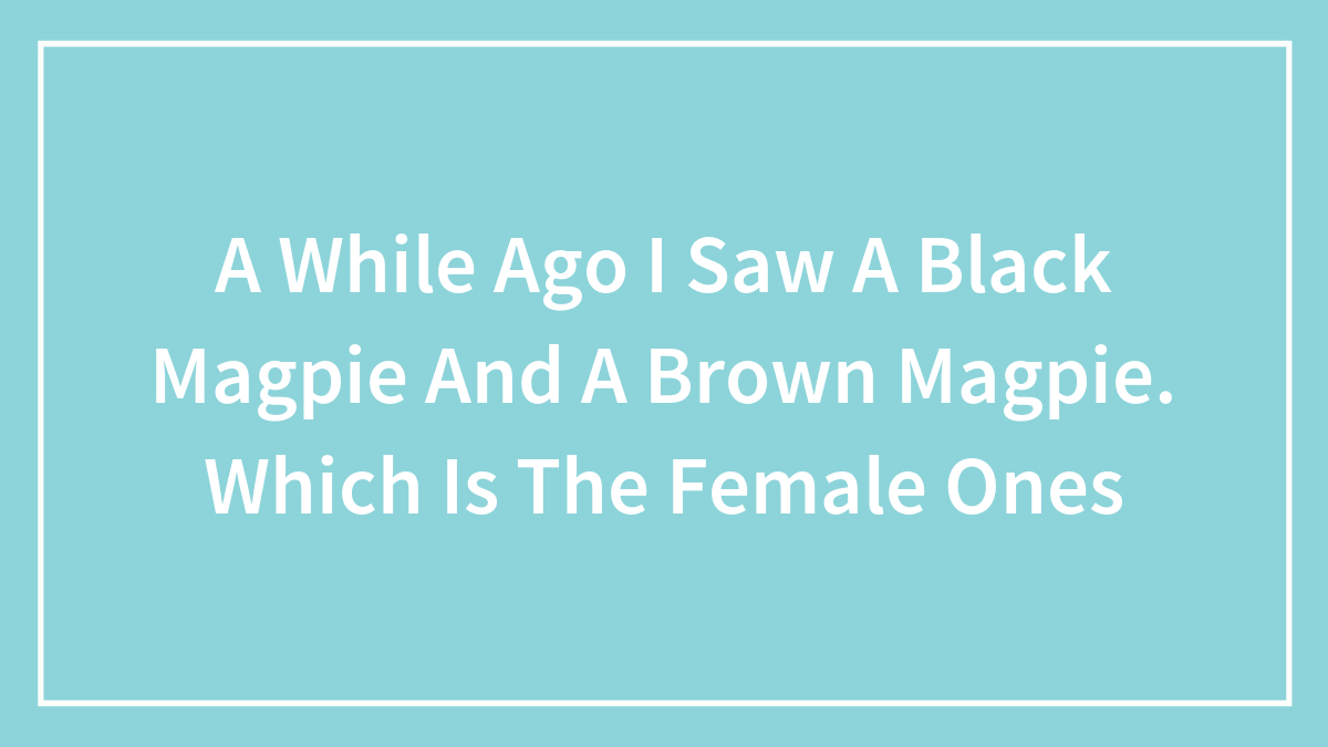 A While Ago I Saw A Black Magpie And A Brown Magpie. Which Is The Female Ones
