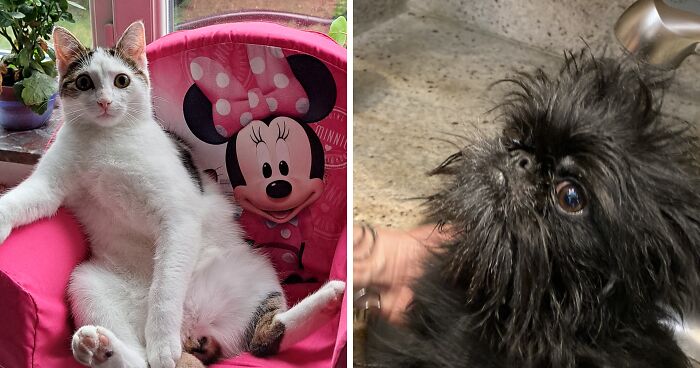 Hey Pandas, Post The Funniest Picture Of Your Pet (Closed)