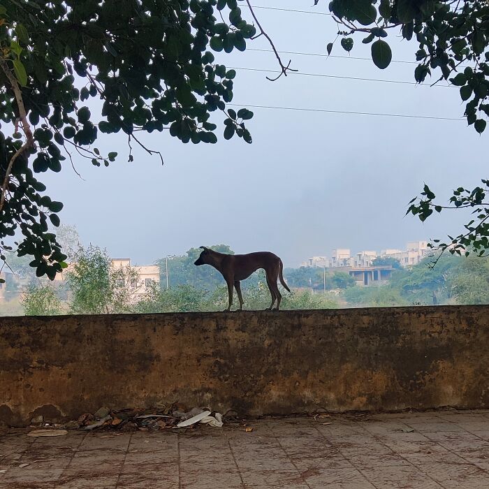 Urban Animal Life In India