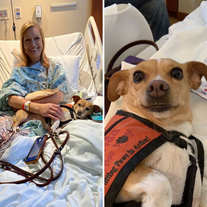 Meet Honey, The Service Dog Who’s Wee But Mighty