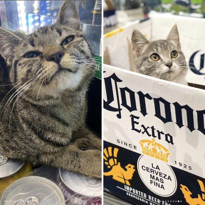 Crafty Feline Tenants: The Curious Case Of Bodega Cats And Their Beer Box Thrones (10 New Pics)