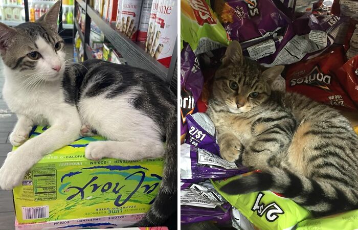 What Is A Bodega Cat? (10 Pics)