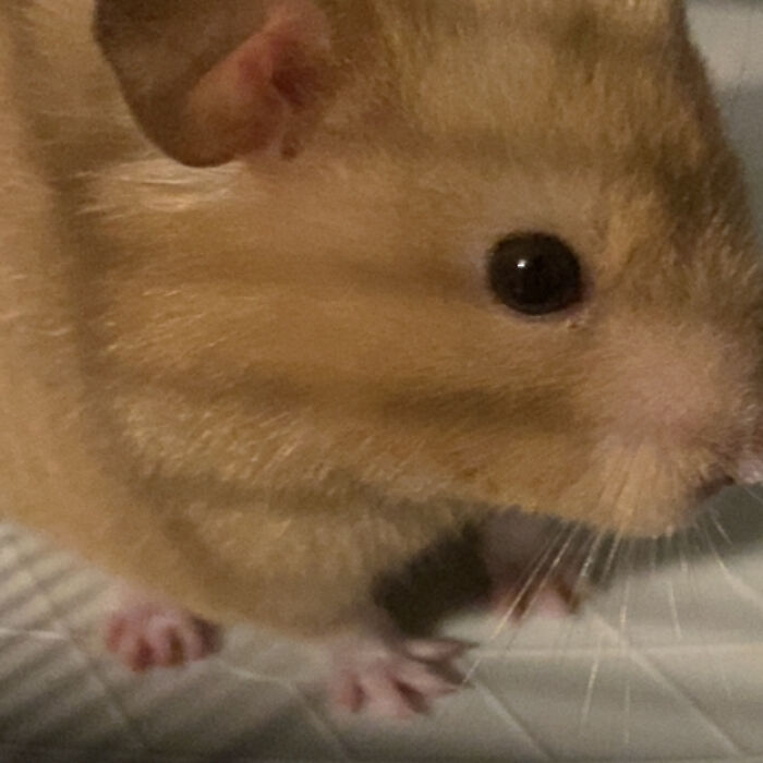 Hey Pandas, Share A Pic Of Your Pet Looking Like A Goblin