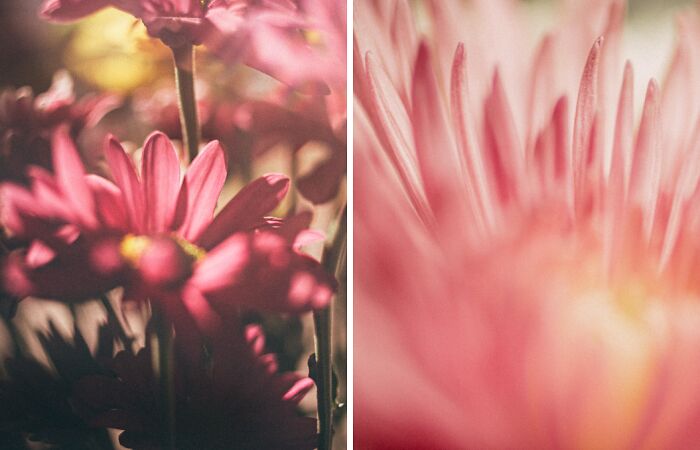 Showcasing Nature In A Fresh And Abstract Way With Paws Up Pet Photography (10 Pics)