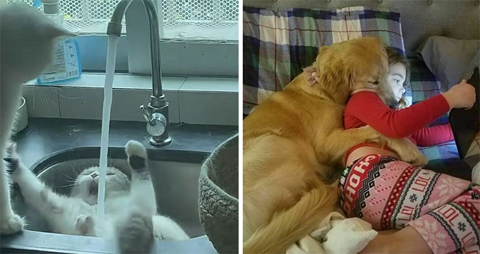 50 Pictures Of Pets Being Incredibly Silly To Make You Laugh