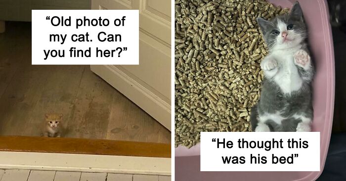 Tiny orange kitten peeking over a step and gray white cat lying in a litter box, showcasing adorable cute cats.