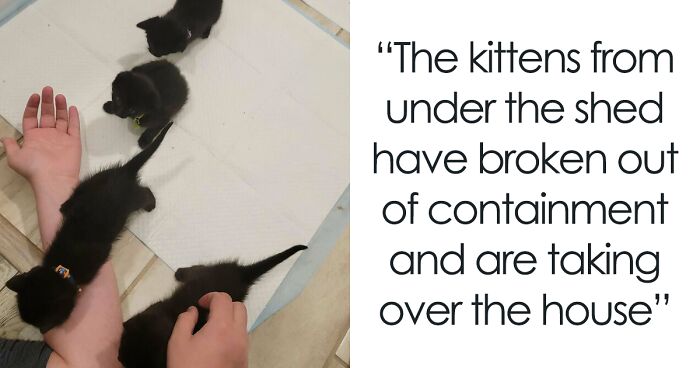 50 Of The Cutest Cats To Melt Your Heart