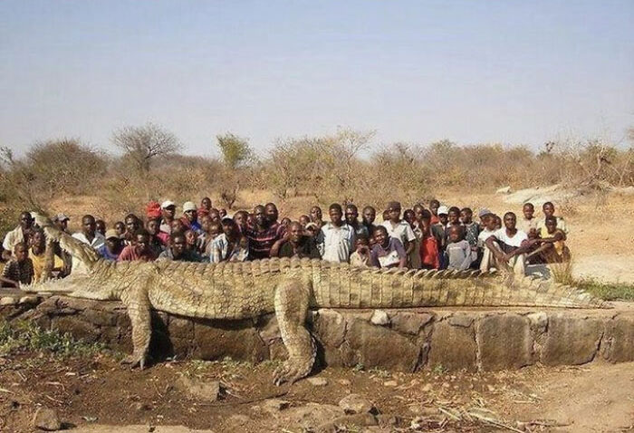 Enorme cocodrilo sacado del agua en Zimbabue en 2010. Se comía a las vacas y demás ganado del pueblo sin dejar rastro