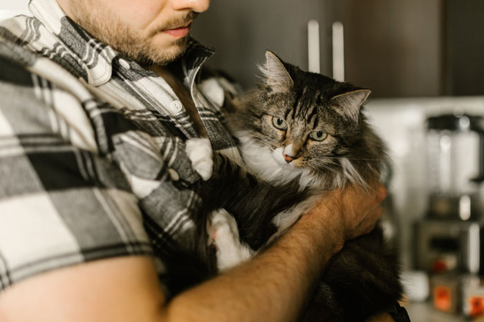 Man holding a tabby cat in a kitchen, illustrating cats' special gift to sense when you're sick. Man holding a tabby cat in a kitchen, illustrating cats' special gift to sense when you're sick.