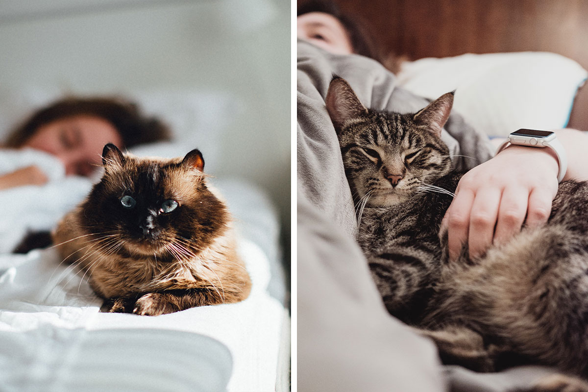 Do Cats Know When You Are Sick? Cats Special Gift Bored Panda