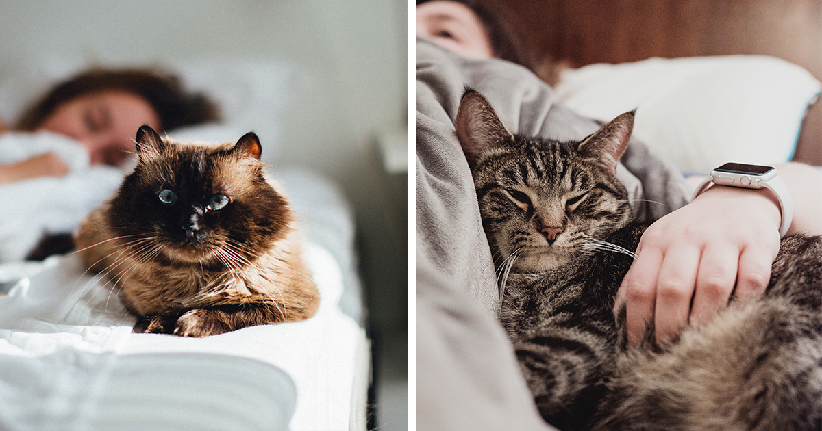 Do Cats Know When You Are Sick? Cats Special Gift Bored Panda