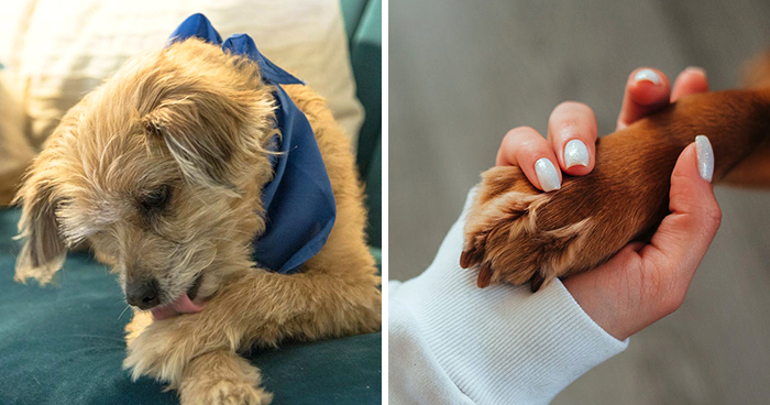 Why Is My Dog Licking Their Paws: Causes and Solutions for Itchy Paws