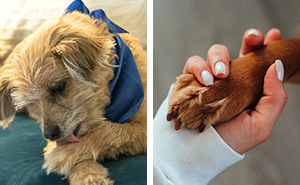 Why Is My Dog Licking Their Paws: Causes and Solutions for Itchy Paws