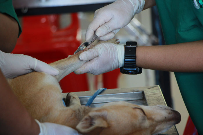 vet making injection to a dog