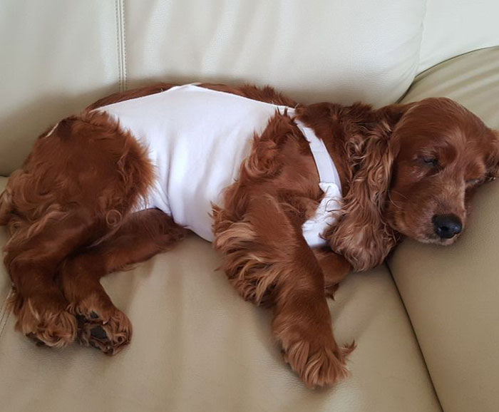 brown dog sleeping in a white overalls