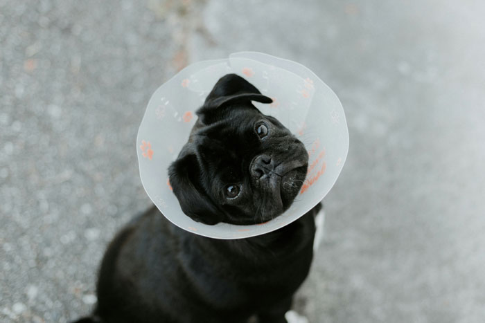 black dog with plastic cone on its head