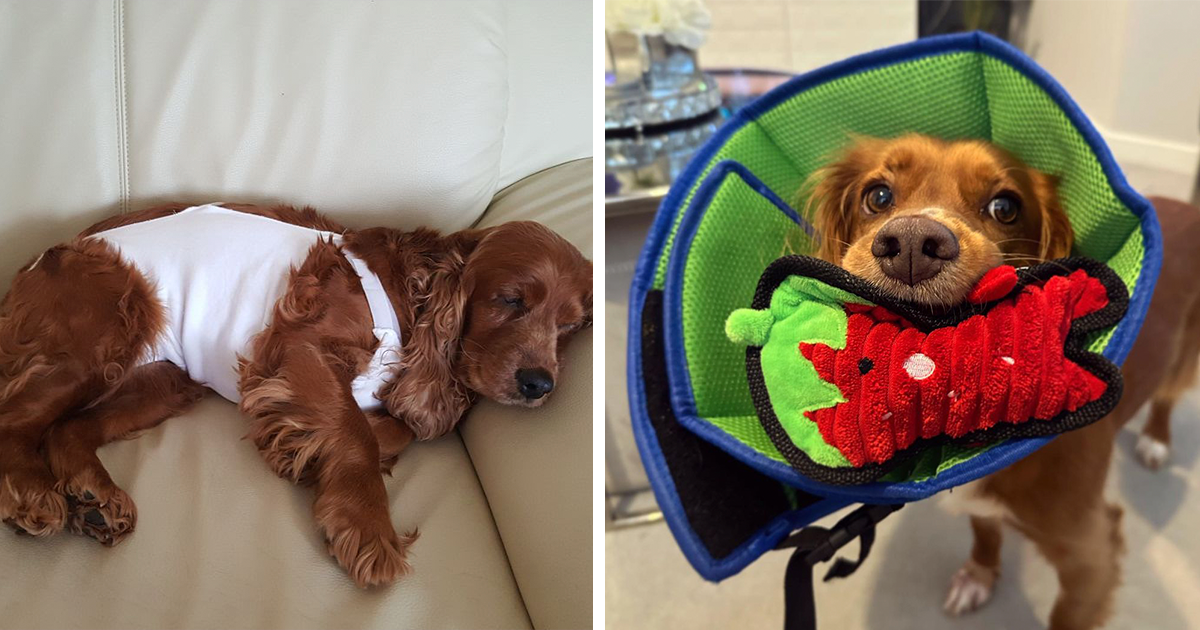 Essential Guide to Dog Neuter & Spay Recovery Tips for Smooth