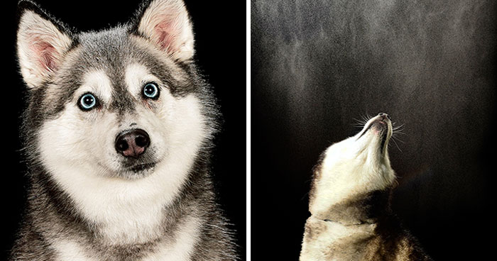 I Photographed Dogs Playing With Water (13 Pics)