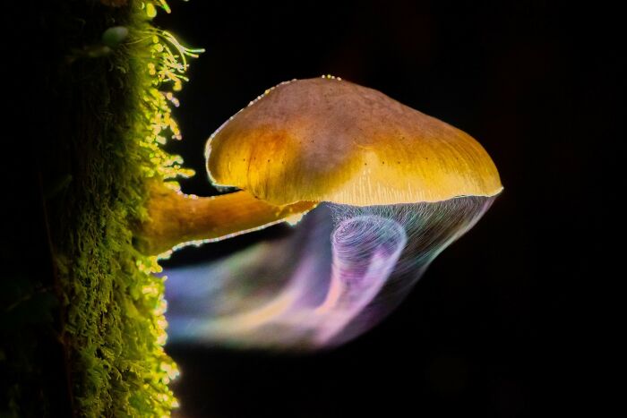 Nature / Macro, 2nd Place: Mushroom Cyclone By Liu Yang