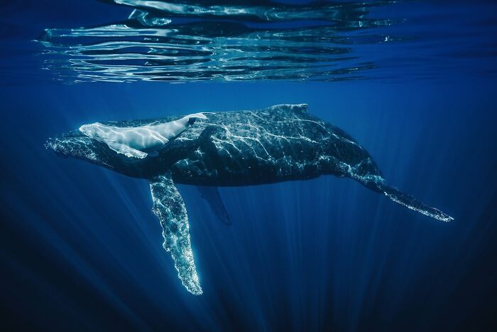 Nature / Underwater, 2nd Place: Newborn Humpback Calf And Its Mother By Ricardo A. Nascimento