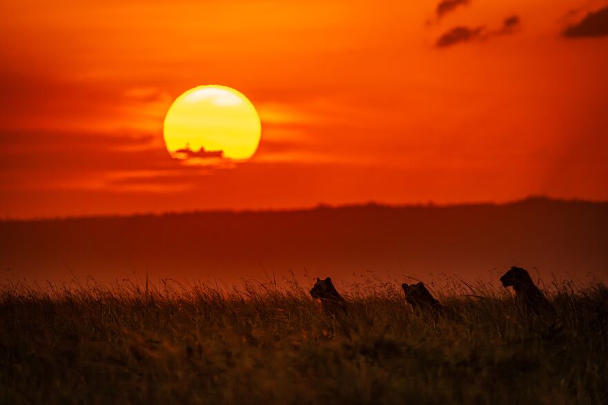Silver In Nature: "Sunset Lions" By Jacques-Andre Dupont, Canada