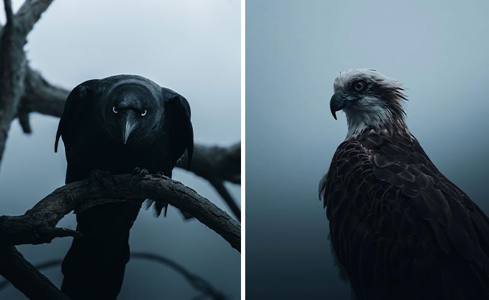 40 Mysterious And Intriguing Animal Photographs By Christine Ward
