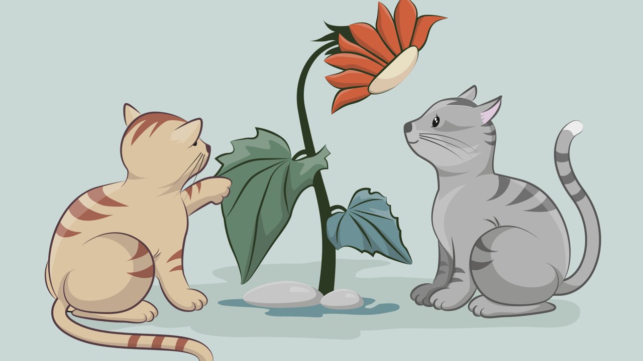 Rescued Two Frisky Kitties – Meow Meow Story