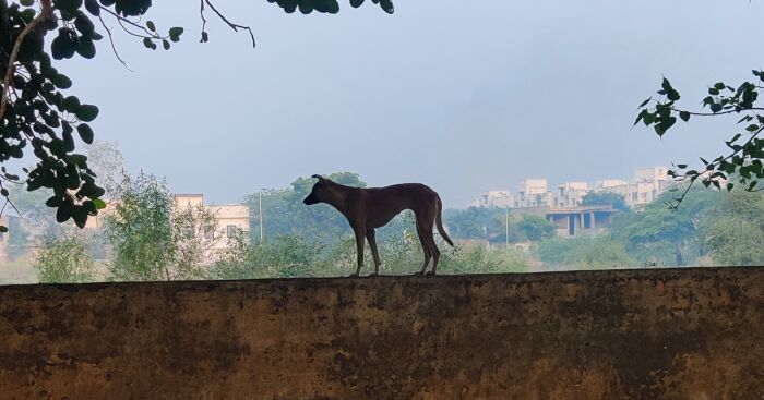 Urban Animal Life In India