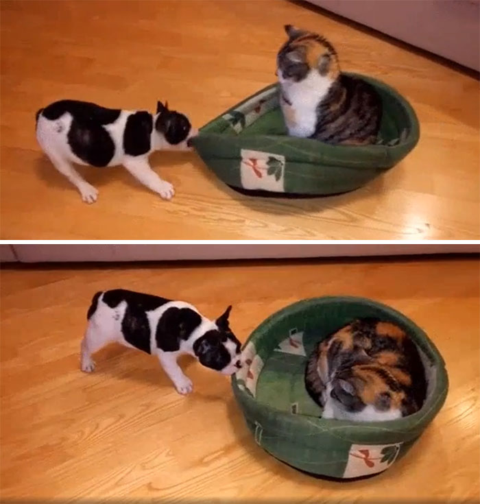 Puppy Fighting For His Bed Back