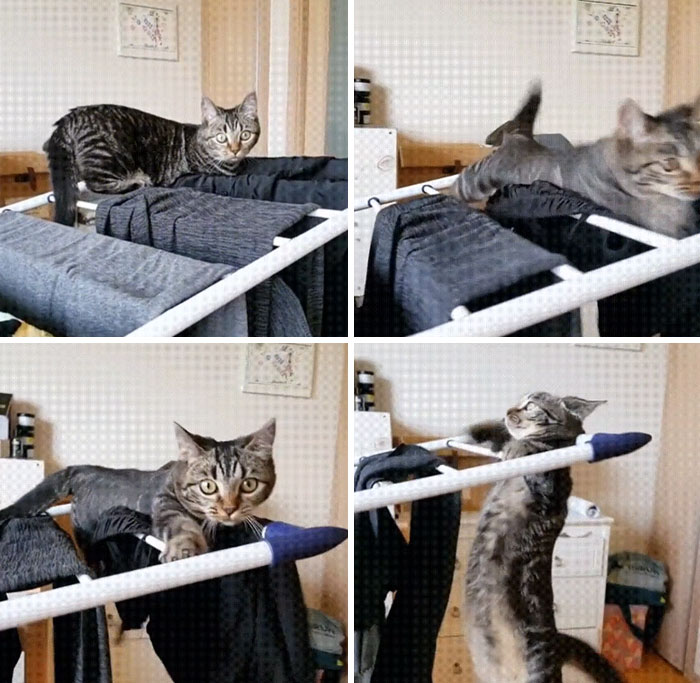 Cat Messing With The Drying Rack