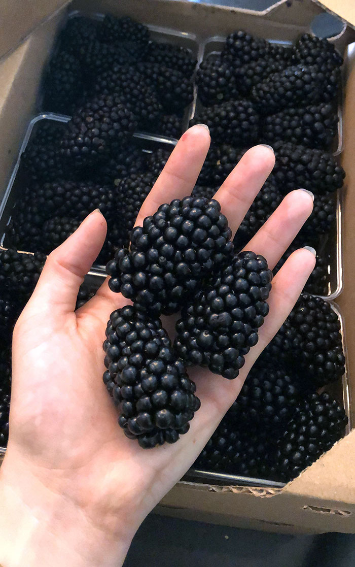 These Blackberries Are Huge