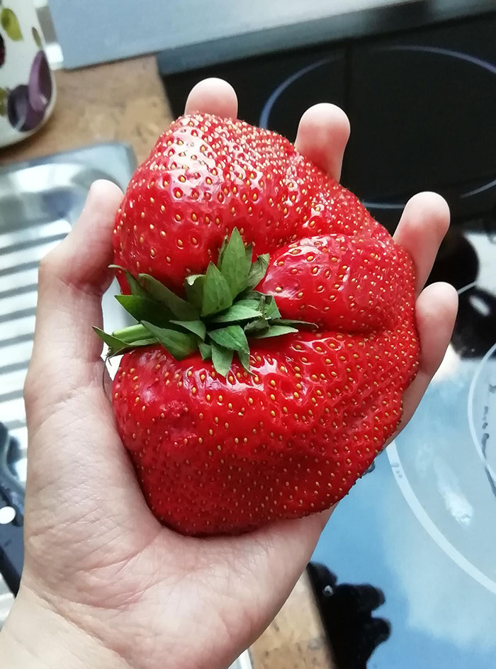 This Absolute Unit Of A Strawberry