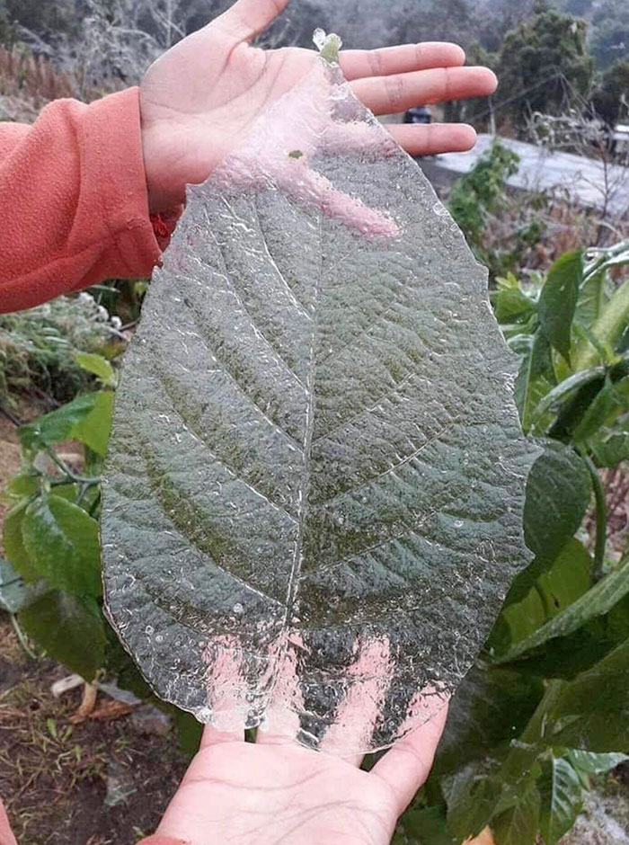 Ice Sheet From A Leaf