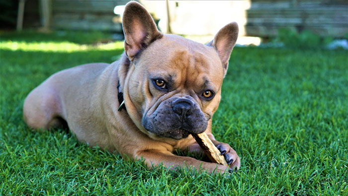 beige bulldog lying on the grass with a stick