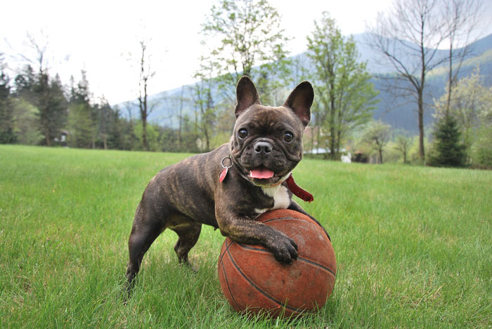 french bulldog standing on the grass with a ball