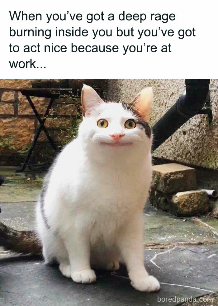 Funny-Animal-Memes-Posts