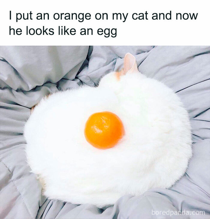 Funny-Animal-Memes-Posts